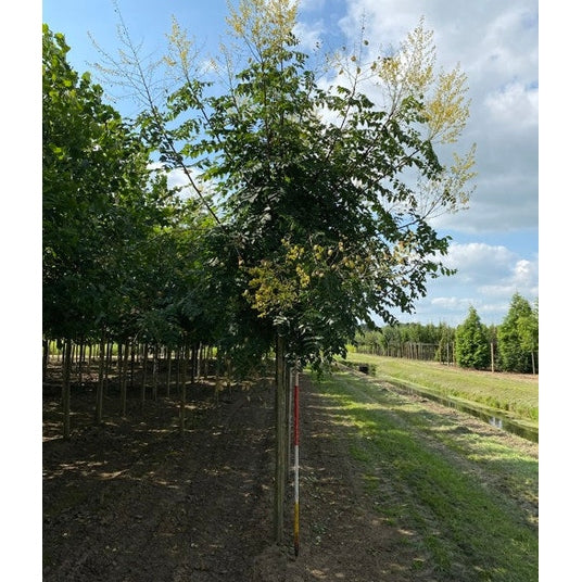 Kinesiapuu - Koelreuteria paniculata - Rungon ympärysmitta 18-20 cm, korkeus 4 +/- metriä, HS,