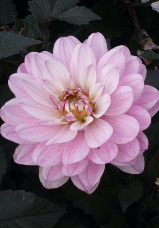 Dahlia Melody Harmony Koristeellinen 1-pakkaus UUTUUS
