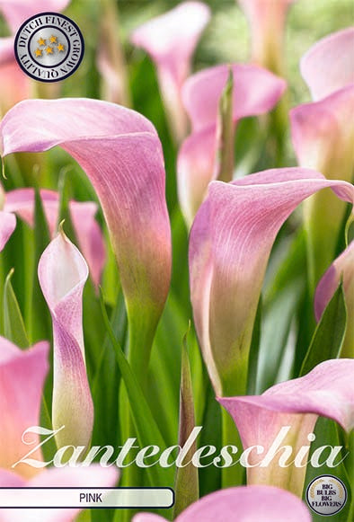 Zantedeschia Light Pink 1-pack