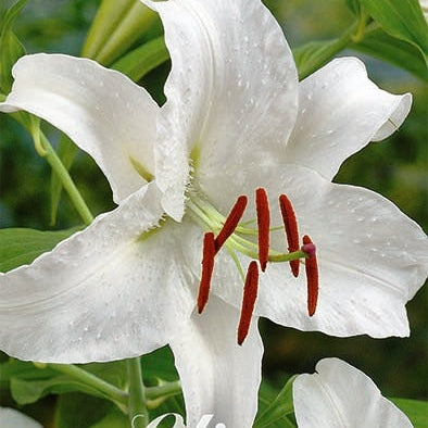 Itämainen lilja-Lilium Premium Blond 2-pakkaus
