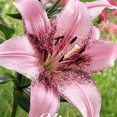 Itämainen lilja - Lilium Oriental Morpho Pink 2-pack