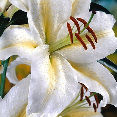 Itämainen lilja - Lilium Devotion 2-pack