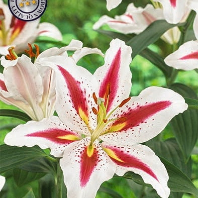 Itämainen lilja - Lilium Oriental Big Smile 2-pakkaus