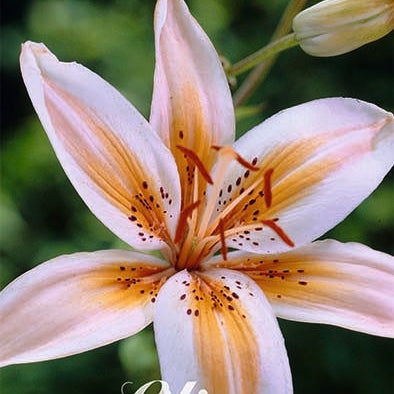 Asiatlilja-Lilium Tribal Dance 2-pack UUTUUS