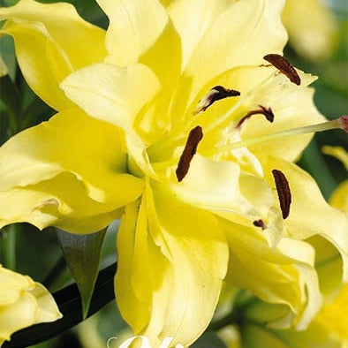 Itämainen lilja - Lilium Oriental Tomos UUTUUS 2-pack