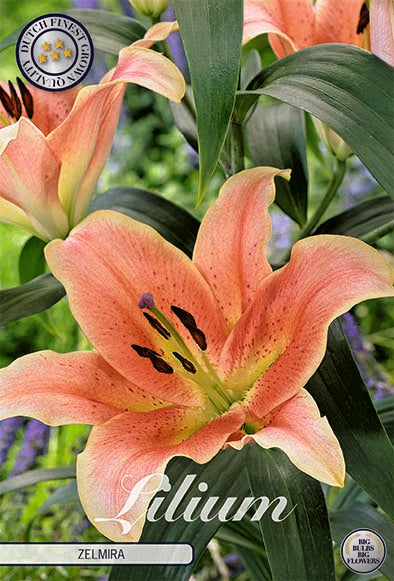 Lilja-Lilium Zelmira NYHET 2-pack