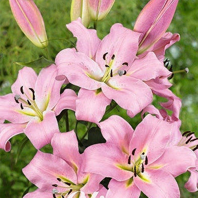 Itämainen lilja - Lilium Oriental Gracefull 2-pakkaus