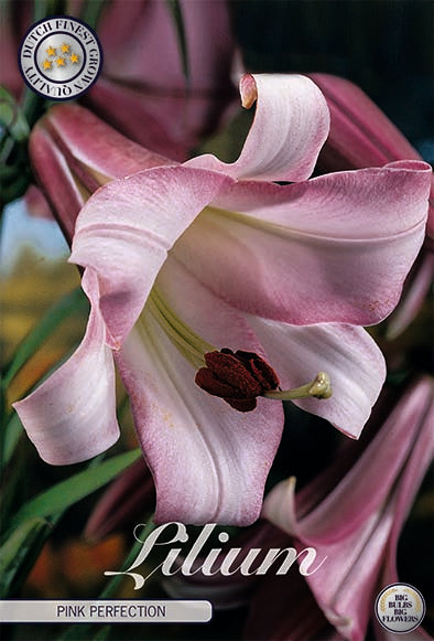 Trumpetlilja-Lilium Pink Perfection 2-pack