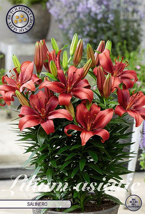 Asiatlilja-Lilium Salinero 2-pack NYHET