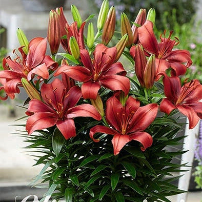 Asiatlilja-Lilium Salinero 2-pack