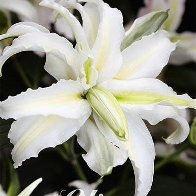 Itämainen lilja - Lilium Oriental Bowl of Beauty 2-pack