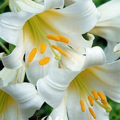 Trumpettiliilia-Lilium Regale 2-pakkaus