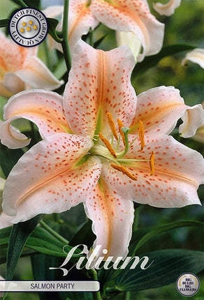 Orientalisk Lilja-Lilium Salmon Party 2-pack NYHET