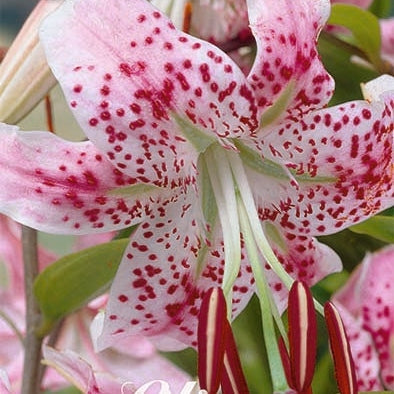 Praktlilja-Lilium Speciosum Rubrum 2-pack