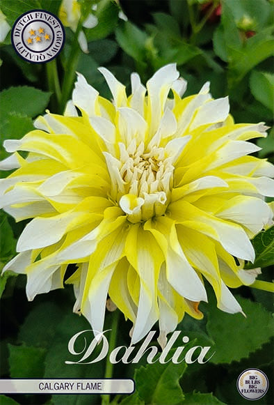 Dahlia Dekorativ Calgary Flame 1-pack NYHET