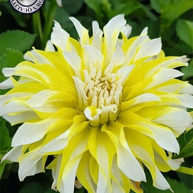Dahlia Dekorativ Calgary Flame 1-pack