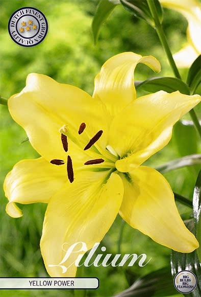 Asiatlilja-Lilium Yellow Power NYHET 2-pack