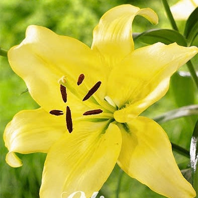 Asiatlilja-Lilium Yellow Power UUTUUS  2-pack