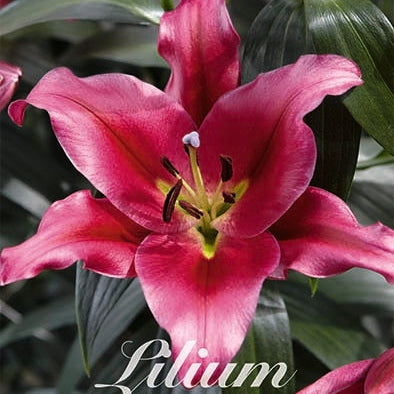 Itämainen lilja - Lilium Oriental Touchstone 2-pack UUTUUS