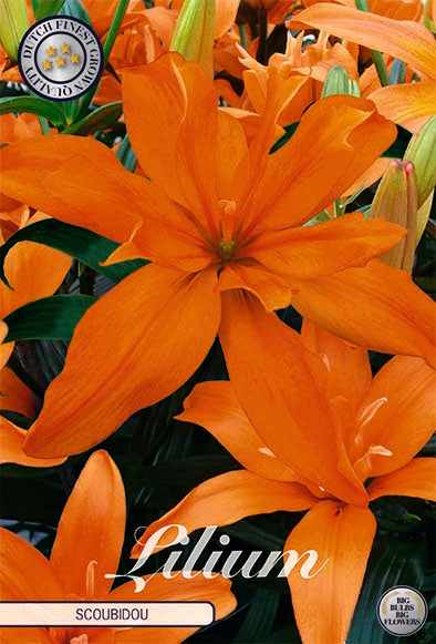 Lilja-Lilium Scoubidou 2-pack NYHET