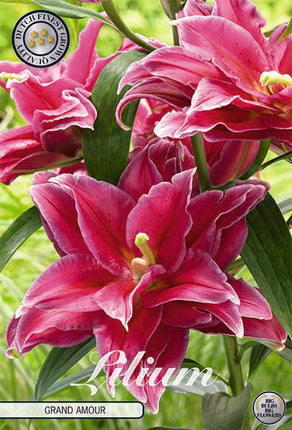 Lilja-Lilium Grand Amour 2-pack NYHET