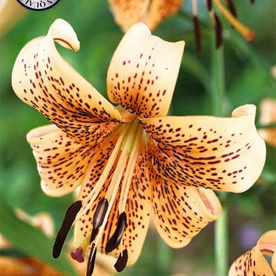 Lilja-Lilium Tiger -vauvat UUTUUS 2-pack