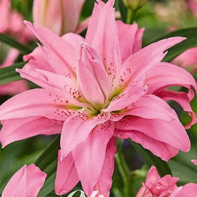 Itämainen lilja - Lilium Oriental Fabienne 2-pack