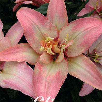 Asiatlilja-Lilium Double Trouble Wrap Aasiassa 2-pack