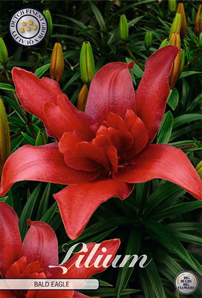 Asiatlilja-Lilium Bald Eagle 2-pack NYHET