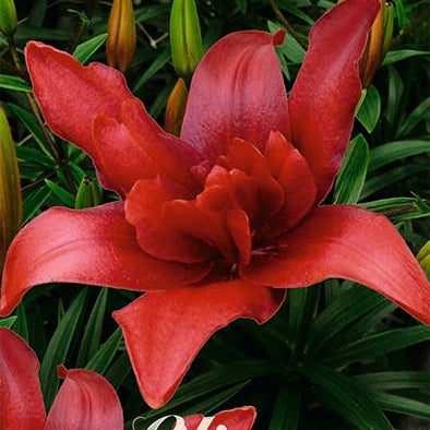 Asiatlilja-Lilium Bald Eagle 2-pack UUTUUS