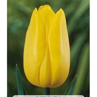 Tulppaani Strong Gold 5-pakkaus