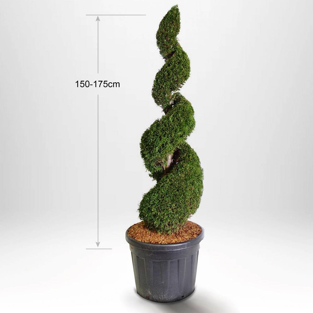 Thuja Smaragd spiraali 100-175 cm, Ruukkuistutettu 25-90L, Laatu: Maisemalaatu