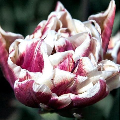 Tulppaani Double Late Wyndham 7-pakkaus (UUTUUS)