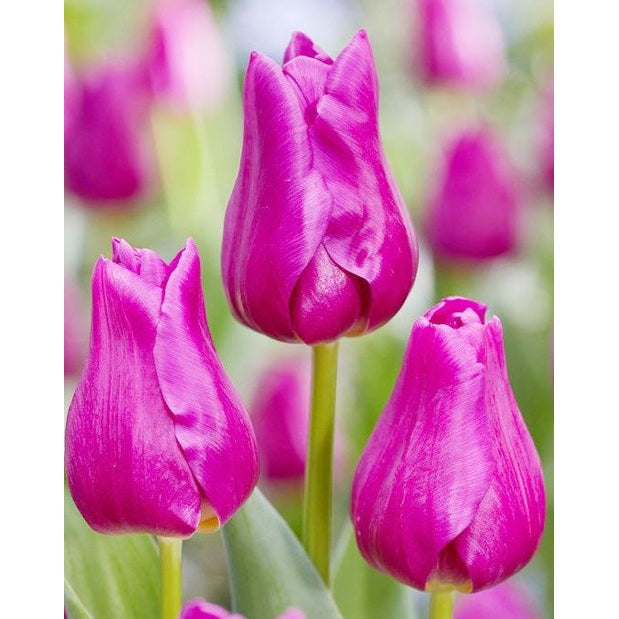 Tulppaani Triumph Passio Glossy 7-pakkaus (UUTUUS)
