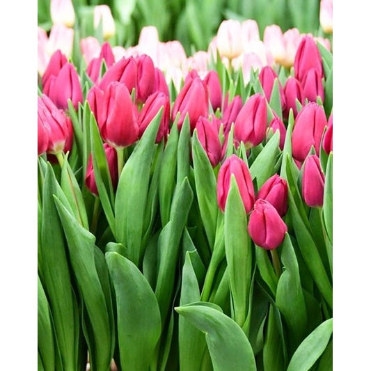 Tulppaani Triumph Pink Ardour 10-pakkaus (UUTUUS)