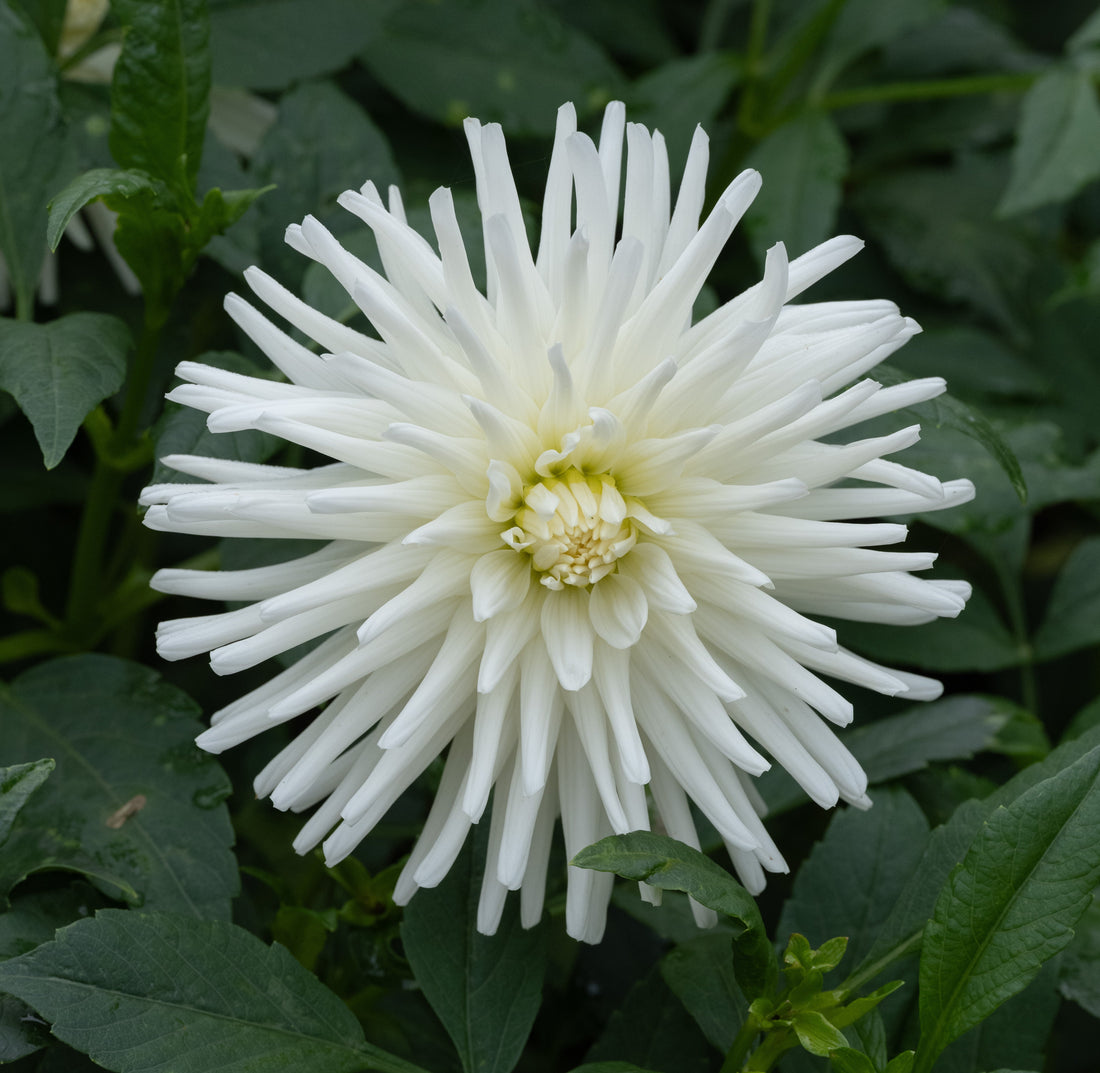 Dahlia Tutu Kaktus 1-pakkaus UUTUUS