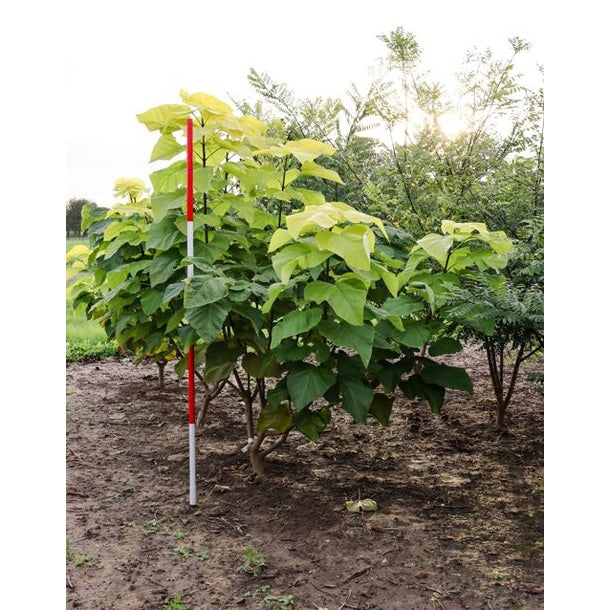 Katalpa - Catalpa bignonioides &