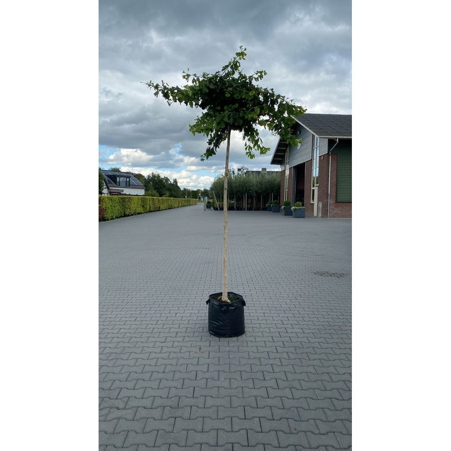 Ginkgopuu - Ginkgo biloba &