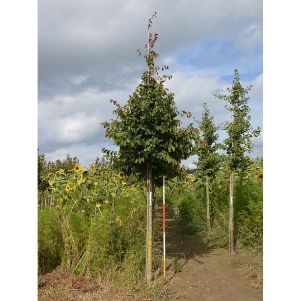 Papegojbuske - Parrotia persica - Rungon ympärysmitta 18-20 cm, korkeus 4 +/- metriä, HS,