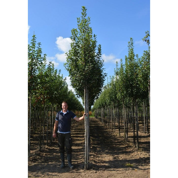 Lönnapel - Malus trilobata - Rungon ympärysmitta 16-18 cm, korkeus 3,5-4 metriä, HS,
