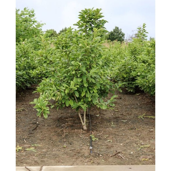 Praktmagnolia - Magnolia soulangeana 175-200 CM