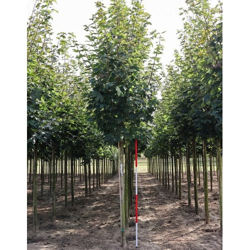 Vaahtera - Acer platanoides &