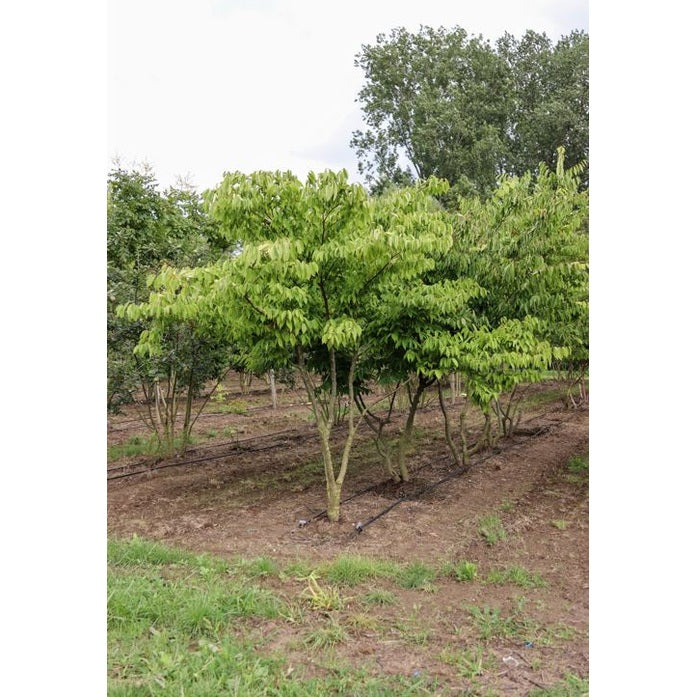 Japani zelkova -Zelkova serrata 300-350 MS