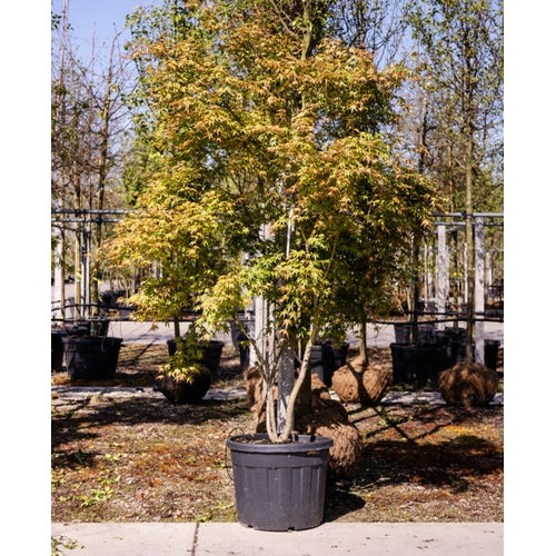 Japanilainen vaahtera - Acer palmatum 250-300 MS CONT