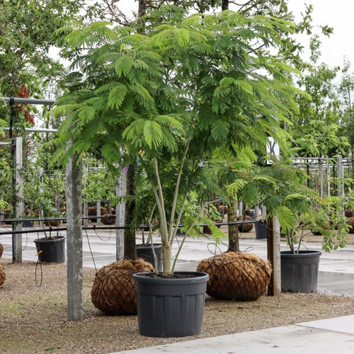 Silkkipuu - Albizia julibrissin 250-300 MS