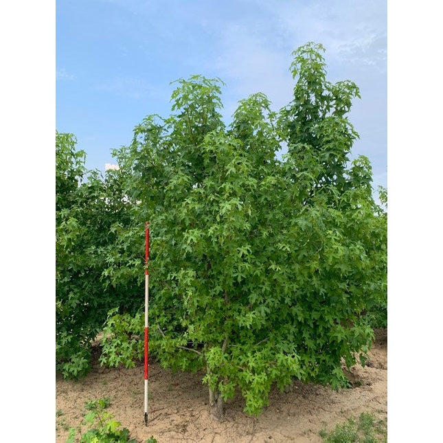 Ambrapuu - Liquidambar styraciflua 300-350 MS