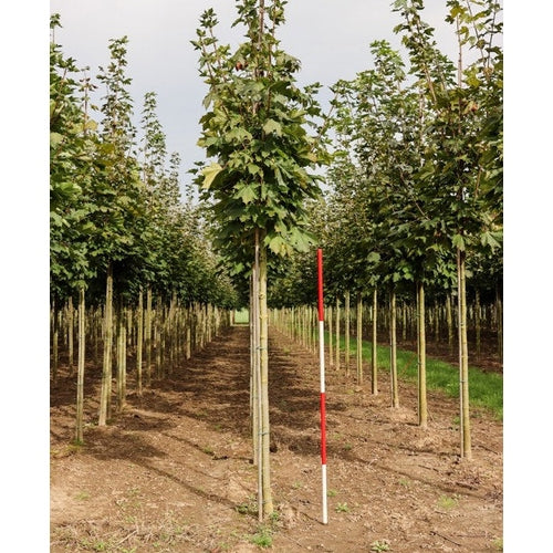 Pelarlönn - Acer platanoides &