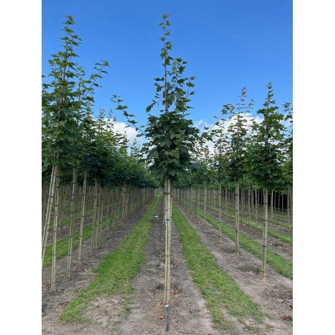 Vaahtera - Acer platanoides - Rungon ympärysmitta 16-18 cm, korkeus 3,5-4 metriä, HS,