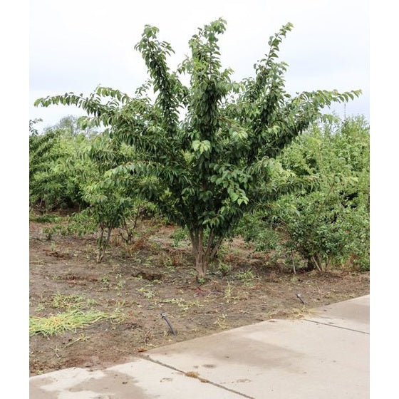 Tokyokirsikka - Prunus yedoensis 300-350 MS