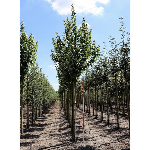 Punapuu - Acer rubrum 12-14 HS,